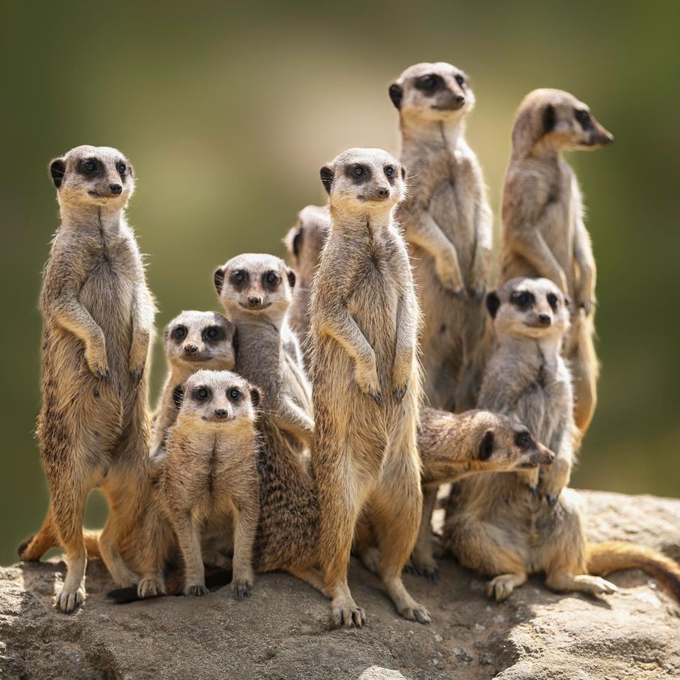 Erdmännchen Familie auf der Wache