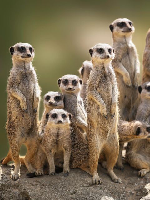 Erdmännchen Familie auf der Wache