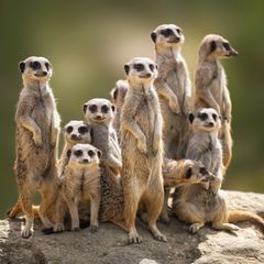 Erdmännchen Familie auf der Wache
