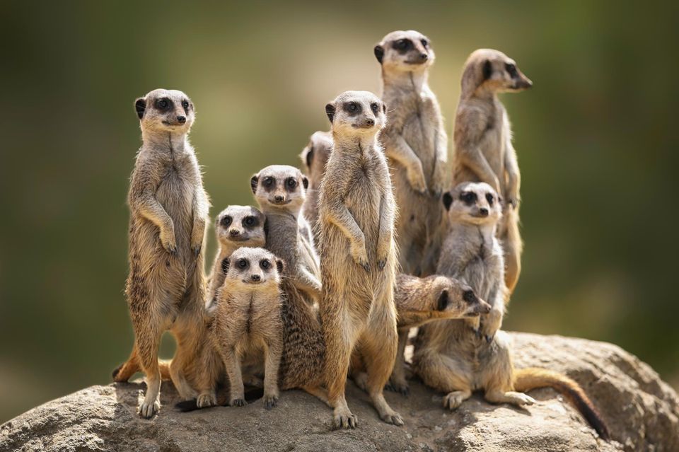 Erdmännchen Familie auf der Wache 1.4153