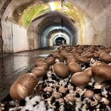Pilze wachsen in einer Bunkeranlage