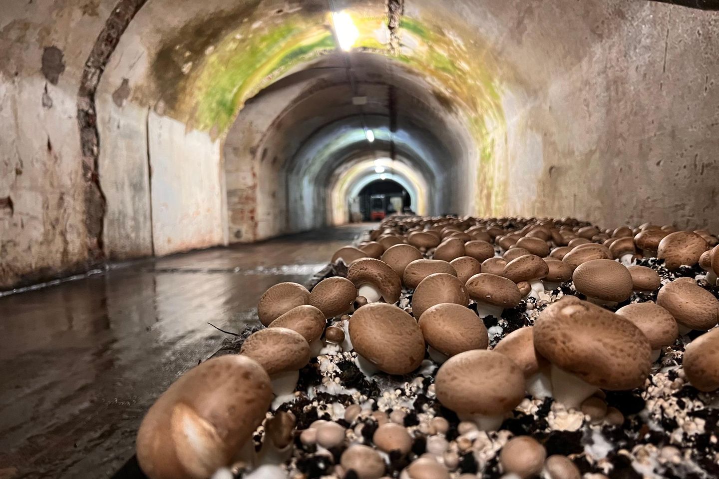 Pilze wachsen in einer Bunkeranlage