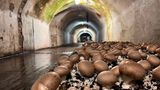 Pilze wachsen in einer Bunkeranlage