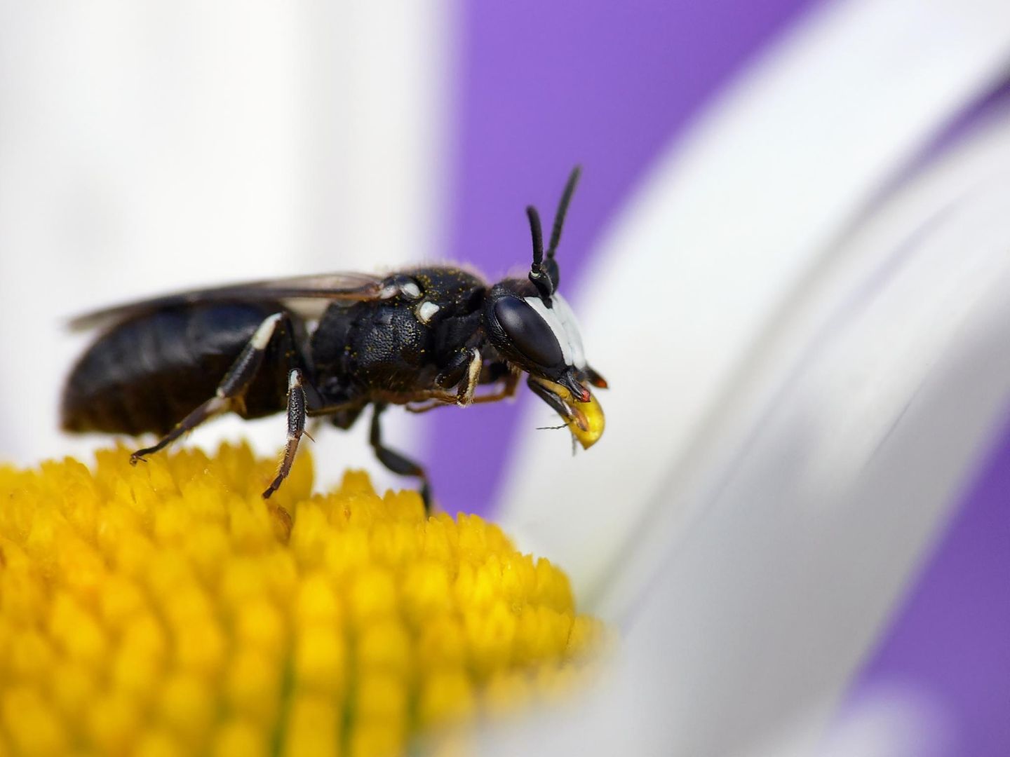 Mauer-Maskenbiene auf einer Blüte