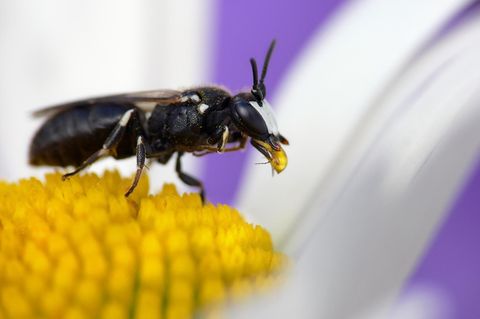 Mauer-Maskenbiene auf einer Blüte