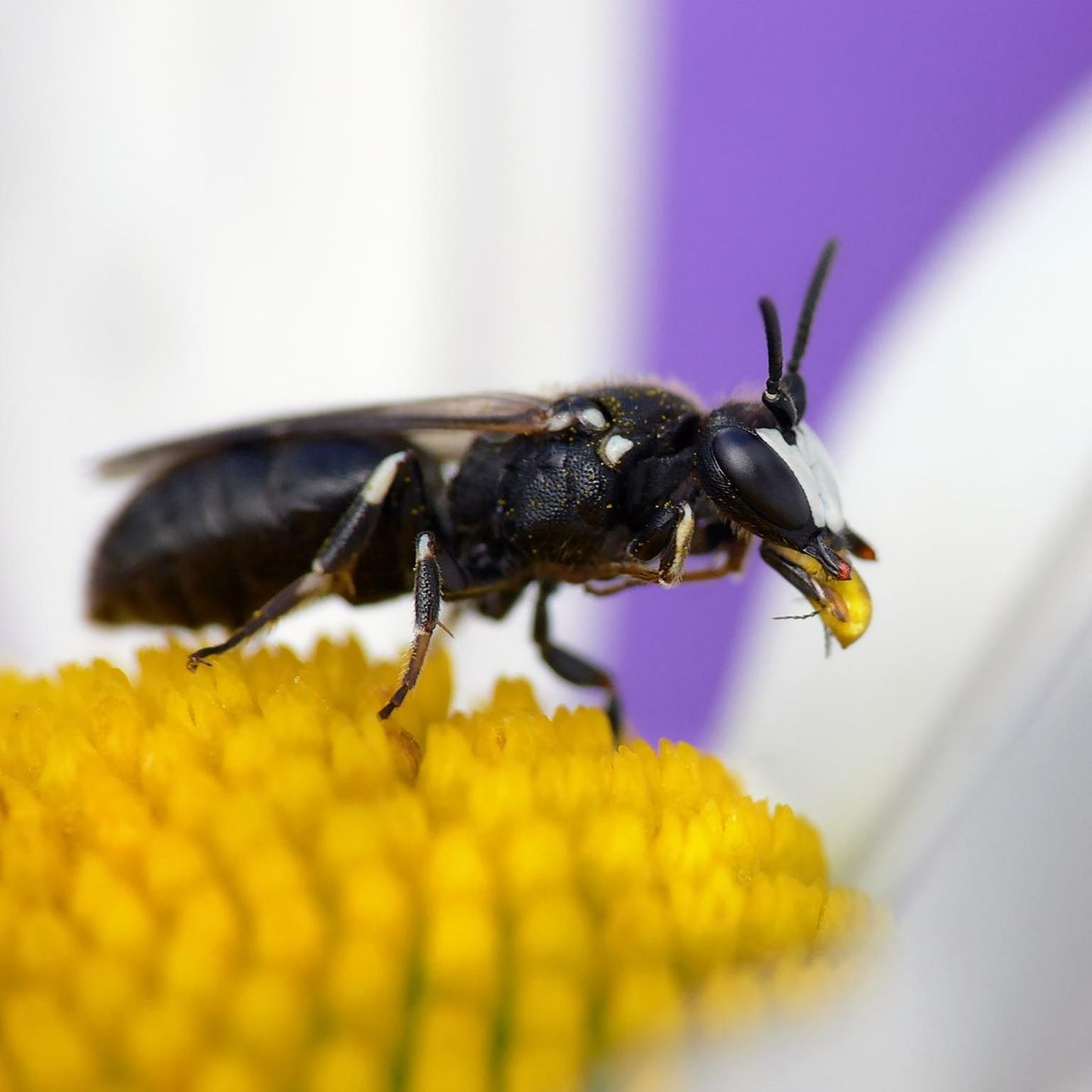 Mauer-Maskenbiene auf einer Blüte