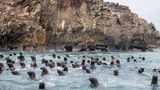 Islas Ballestas