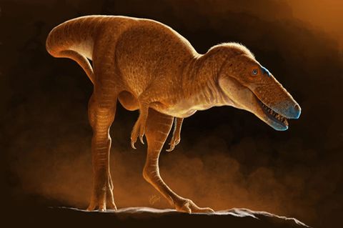 Illustration der neue entdeckten Art von Tyrannosauroiden: Khankhuuluu
