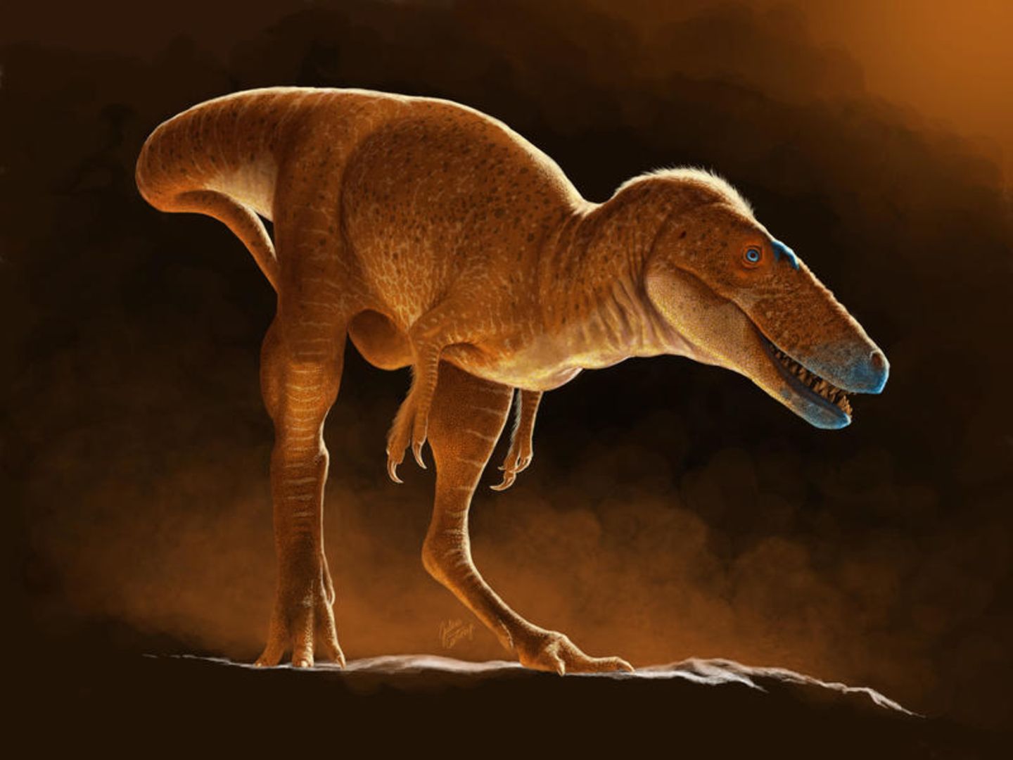Illustration der neue entdeckten Art von Tyrannosauroiden: Khankhuuluu