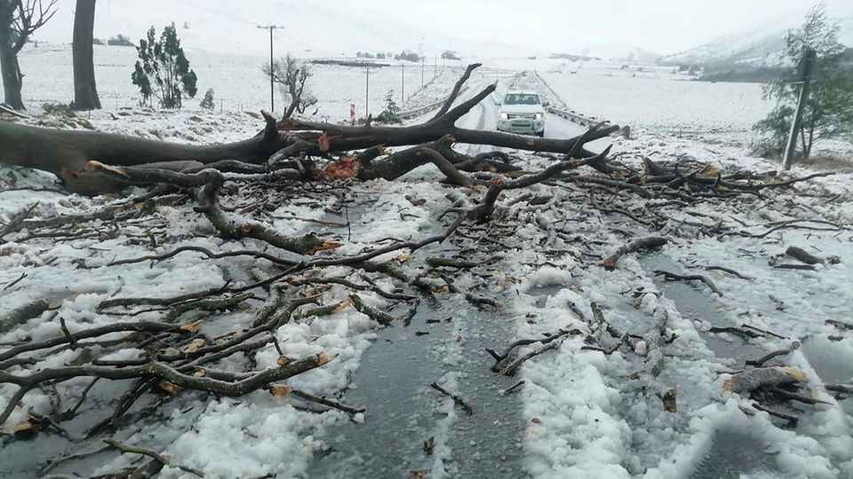 Umgestürzter Baum im Schnee in Südafrika