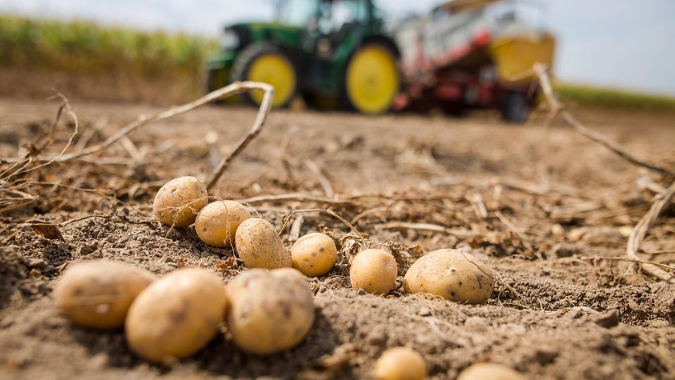 Bakterielle Infektion: Welke Kartoffeln werden in Deutschland etwa seit 2024 vermehrt gefunden