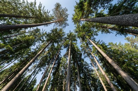Fichten in einem Waldstück bei Villingen-Schwenningen: Die jährliche Waldzustandserhebung dokumentiert seit den 1980er-Jahren, wie sich der Wald verändert