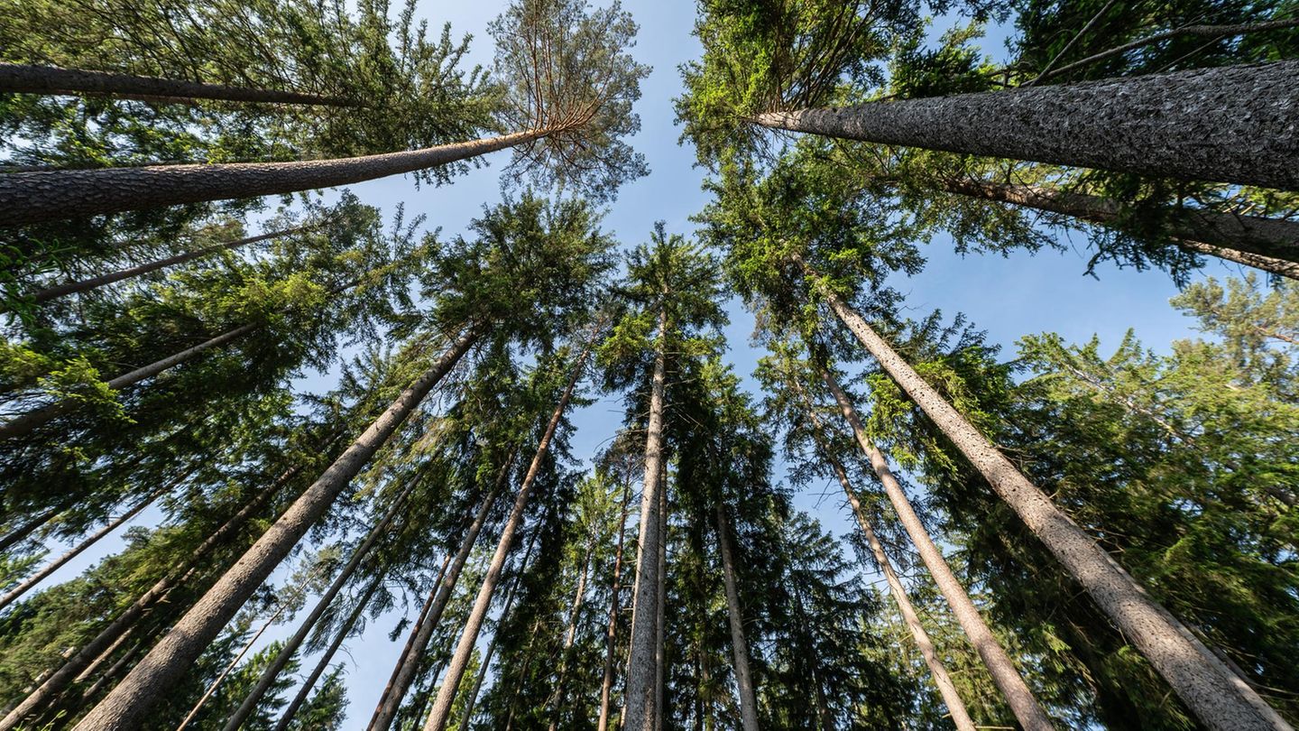 Fichten in einem Waldstück bei Villingen-Schwenningen: Die jährliche Waldzustandserhebung dokumentiert seit den 1980er-Jahren, wie sich der Wald verändert
