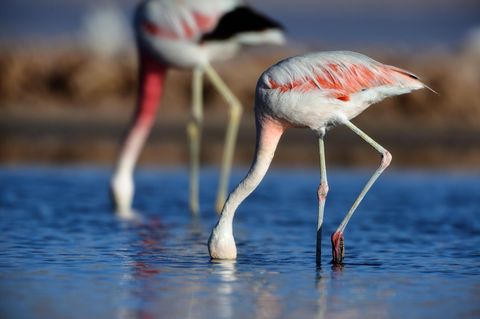 Rosaflamingos bei der Nahrungssuche: Die Vögel brüten überwiegend in großen Kolonien an ausgedehnten, flachen, schlammigen Stränden an Salzseen oder Meeresbuchten