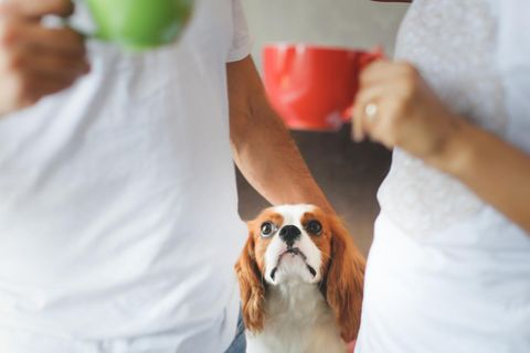 Eifersüchtiger Hund schaut zu seinem Besitzer auf, der mit einer anderen Person spricht
