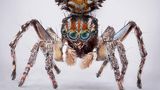Pfauenspinne