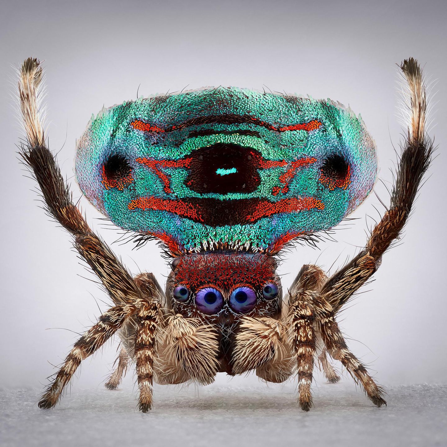 Pfauenspinne