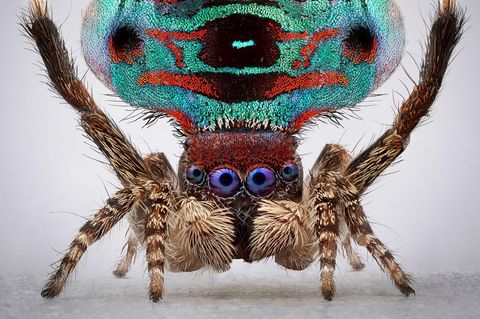 Pfauenspinne