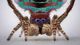 Pfauenspinne