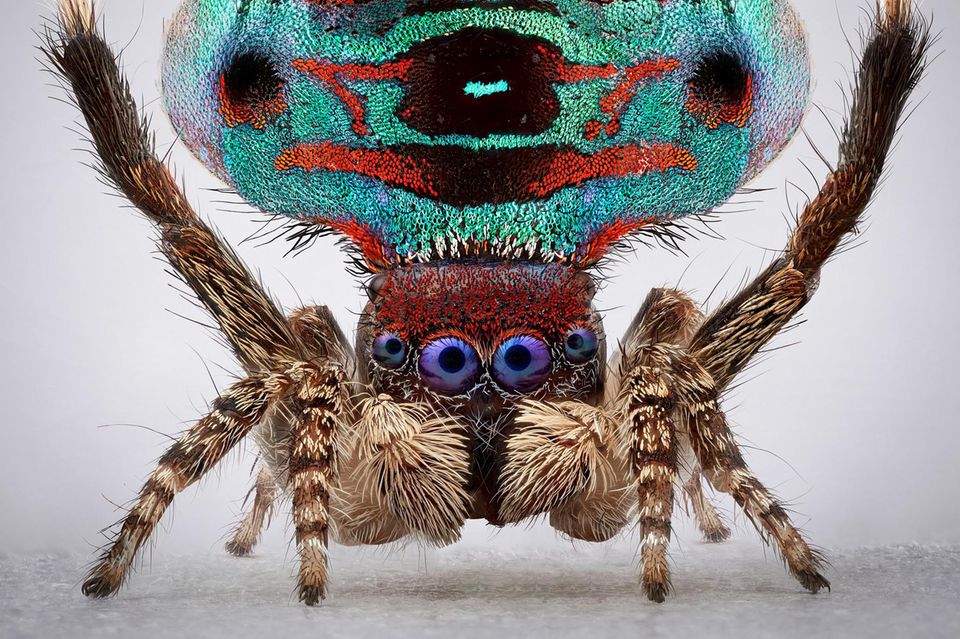 Pfauenspinne 1