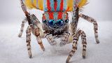 Pfauenspinne