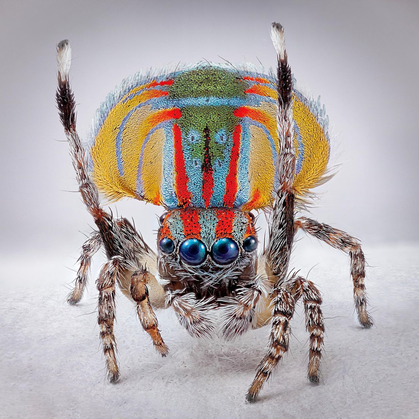 Vielfältige Minispinne Pfauenspinne