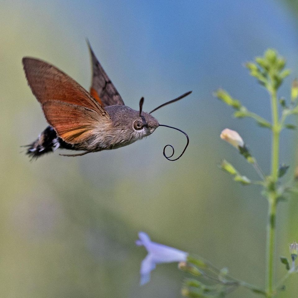 Taubenschwänzchen (Macroglossum stellatarum)