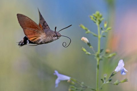 Taubenschwänzchen (Macroglossum stellatarum)