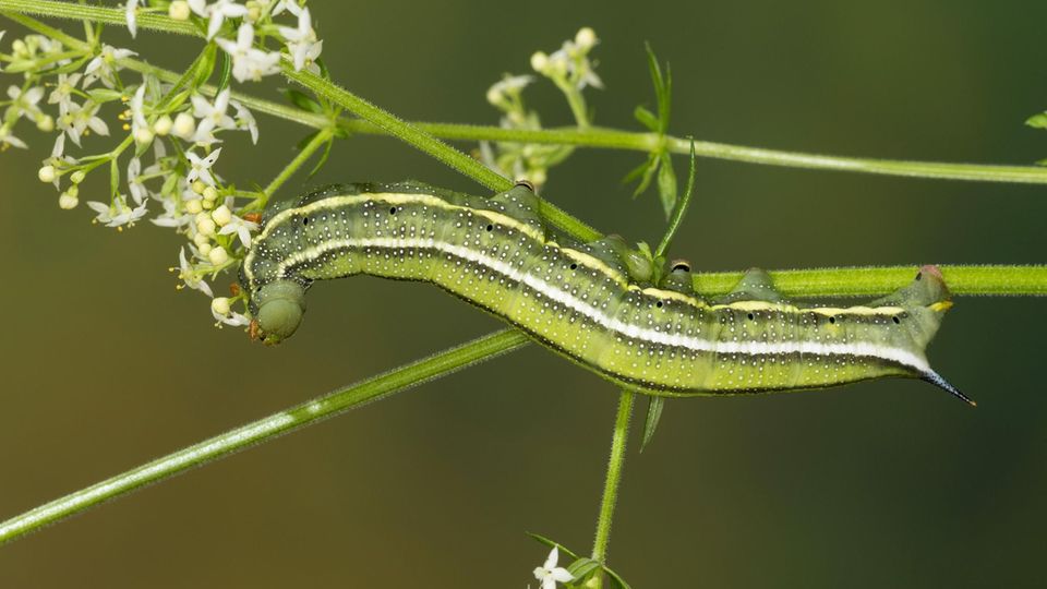 Taubenschwänzchen: Raube frisst an Labkraut