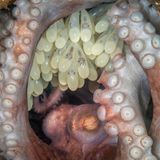 Oktopus-Mutter mit Oktopus-Eiern