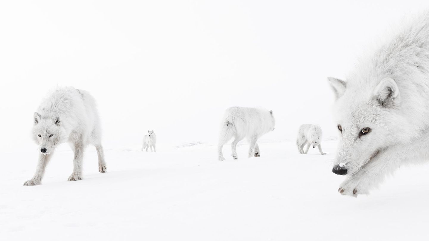 Weiße Wölfe im Schnee