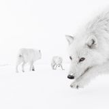 Weiße Wölfe im Schnee
