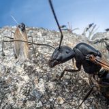 Ameise mit Flügeln klettert auf Stein