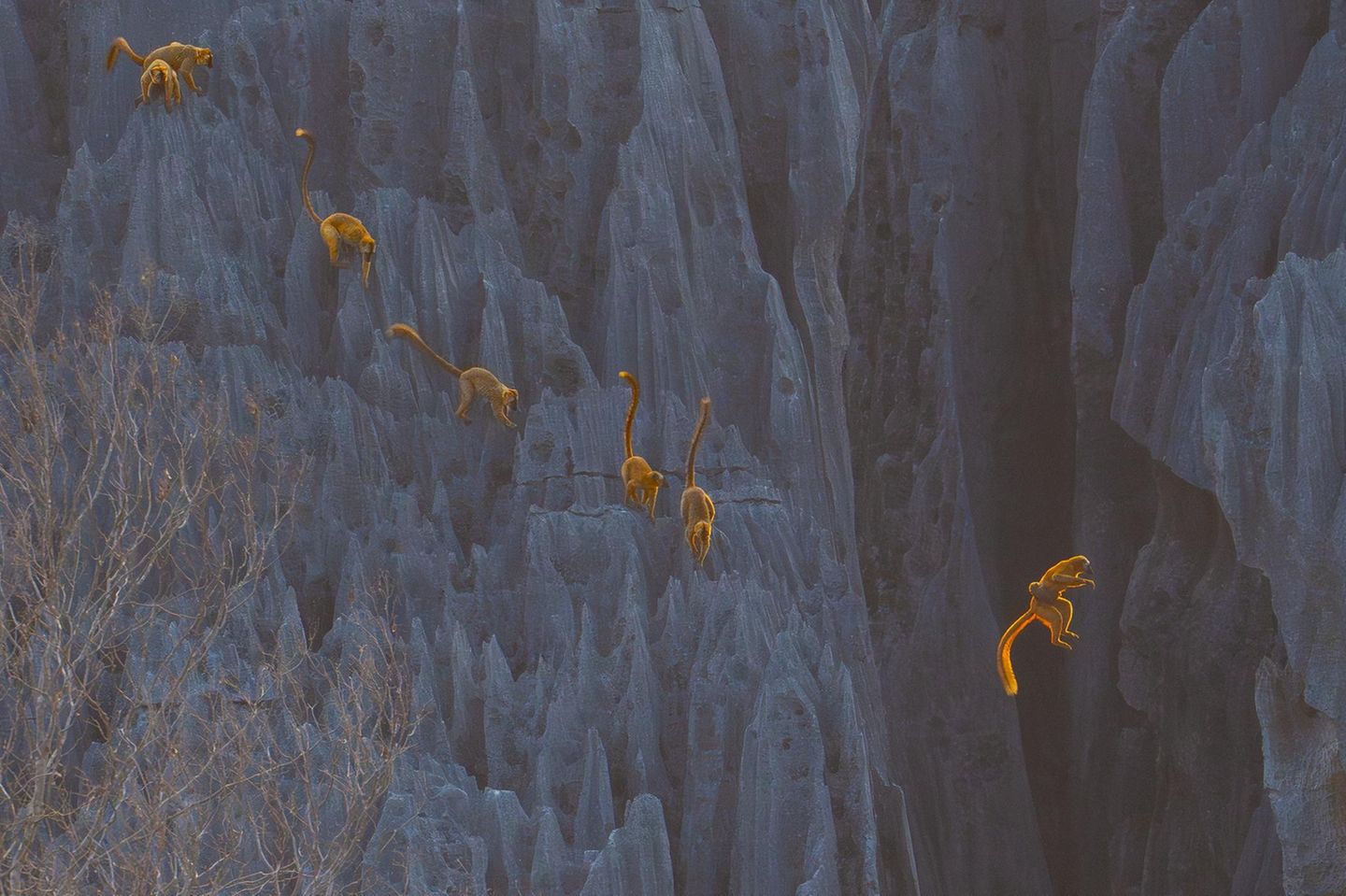 Lemuren auf Madagaskar