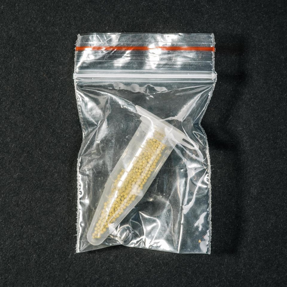kologisches saatgut Bio-Gartengemse Samen-Set kaufen
