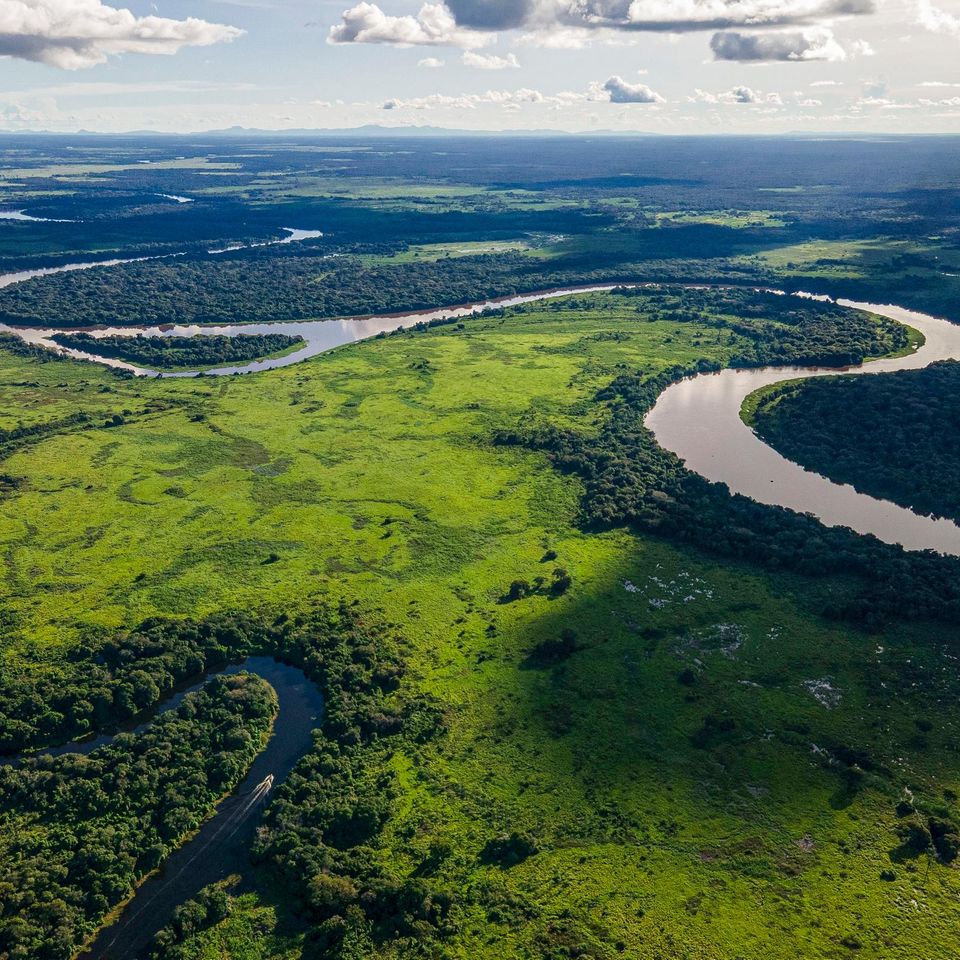 Das Pantanal ist eine Oase der Artenvielfalt. Der Versuch, dort eine Straße zu bauen, wirkte sich sogar positiv aus