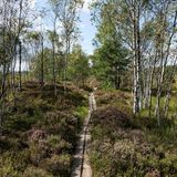 Moorlandschaft mit Birken, Nationalpark Store Mosse