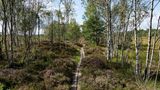 Moorlandschaft mit Birken, Nationalpark Store Mosse