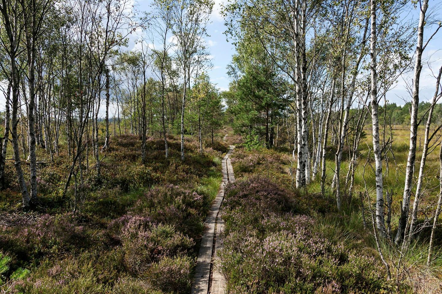 Grün, grüner, Småland: Wandern im Nationalpark Moorlandschaft mit Birken, Nationalpark Store Mosse