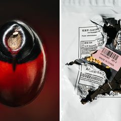 Paternostererbsen-Samen und Tütchen