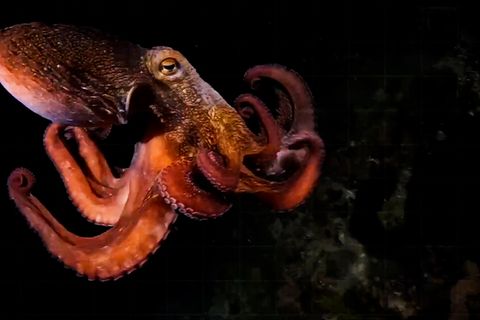 Faszinierende Aufnahmen: Kraken können einen neunten Arm entwickeln. Wozu sie diesen nutzen