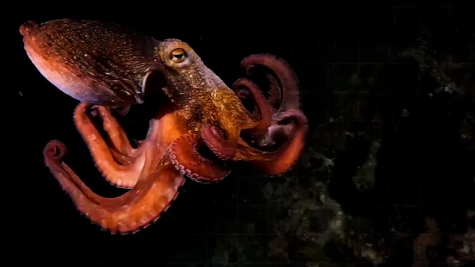 Faszinierende Aufnahmen: Kraken können einen neunten Arm entwickeln. Wozu sie diesen nutzen