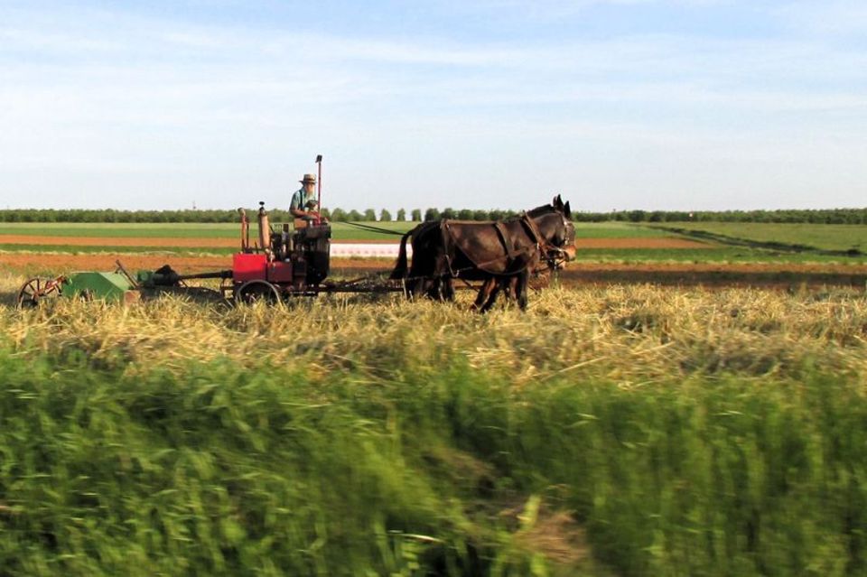 Heu machen mit einem Maultiergespann: ein amischer Bauer auf einem Feld in Lancaster County, Pennsylvania. Foto: Heike Schmidt-W 1.3333