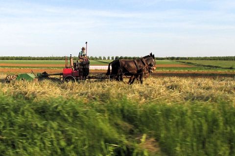 Heu machen mit einem Maultiergespann: ein amischer Bauer auf einem Feld in Lancaster County, Pennsylvania. Foto: Heike Schmidt-W