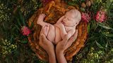 Hände halten ein Baby und legen es in ein Bett aus Moos und Pflanzen