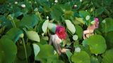 Nackte Frauen mit pinken Haaren wandern durch ein Feld mit riesigen grünen Pflanzen