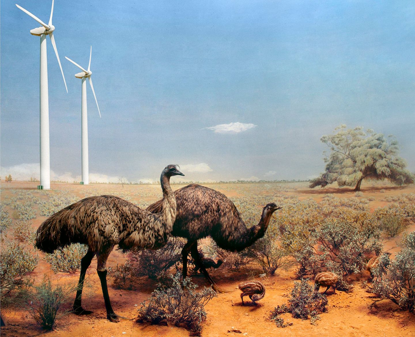 Komponiertes Motiv von Emus vor Windrädern