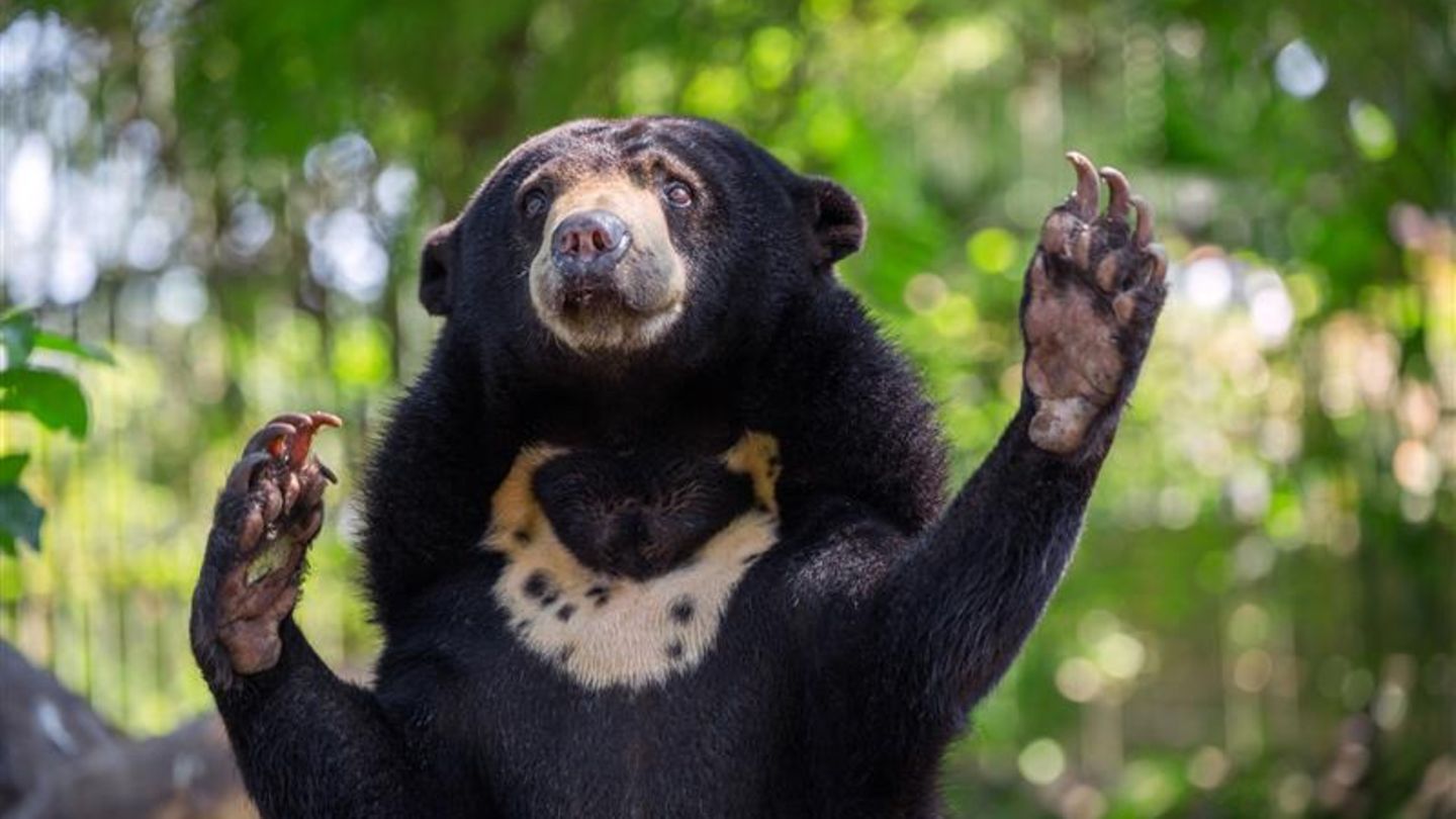 Der Malaienbär (Helarctos malayanus) kann die Mimik seiner Artgenossen genau imitieren