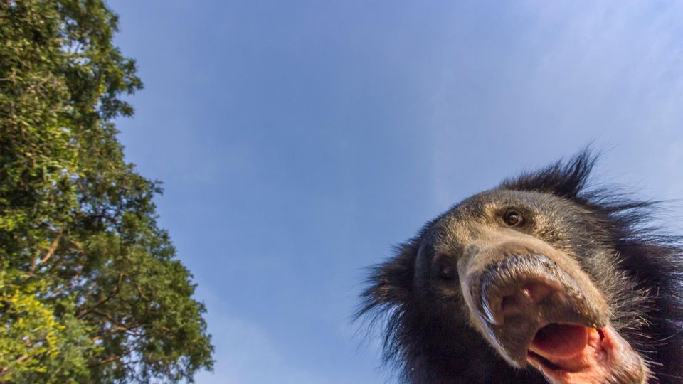 Seinen Namen verdankt der Lippenbär (Melursus ursinus) den langen und beweglichen Lippen, die er für die Aufnahme seiner Hauptnahrung benötigt: Ameisen und Termiten 