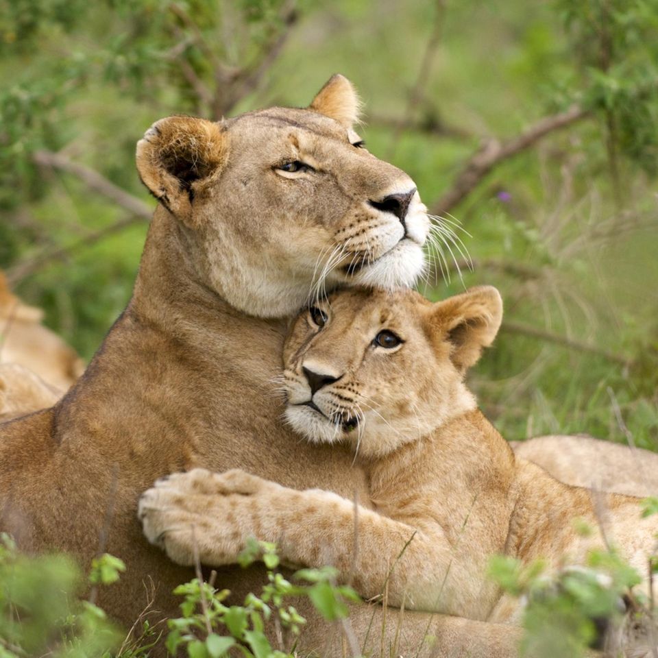 Tierlexikon F r Kinder Alle Tiere Von A Z GEOLINO tierlexikon-f-r-kinder-alle-tiere-von-a-z-geolino